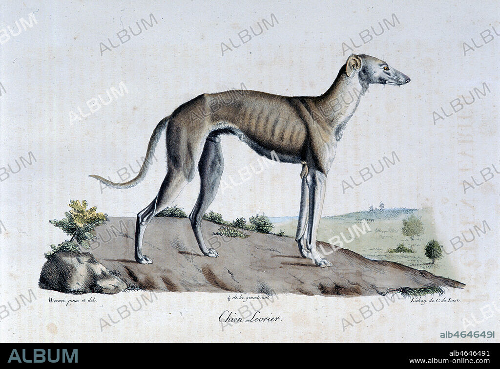 Planche zoologique : Lévrier. gravure de WERNER in Histoire naturelle des mammifères, par Etienne Geoffroy SAINT-HILAIRE et Frédéric CUVIER en 1824. Collection Mx/Kharbine-Tapabor.