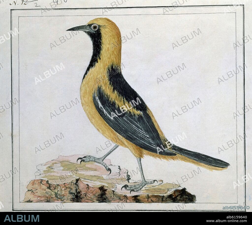 JOSE CARDERO (1766-1811). PAJARO PASERIFORME DE ECUADOR - DIBUJO - SIGLO XVIII - EXPEDICION MALASPINA.