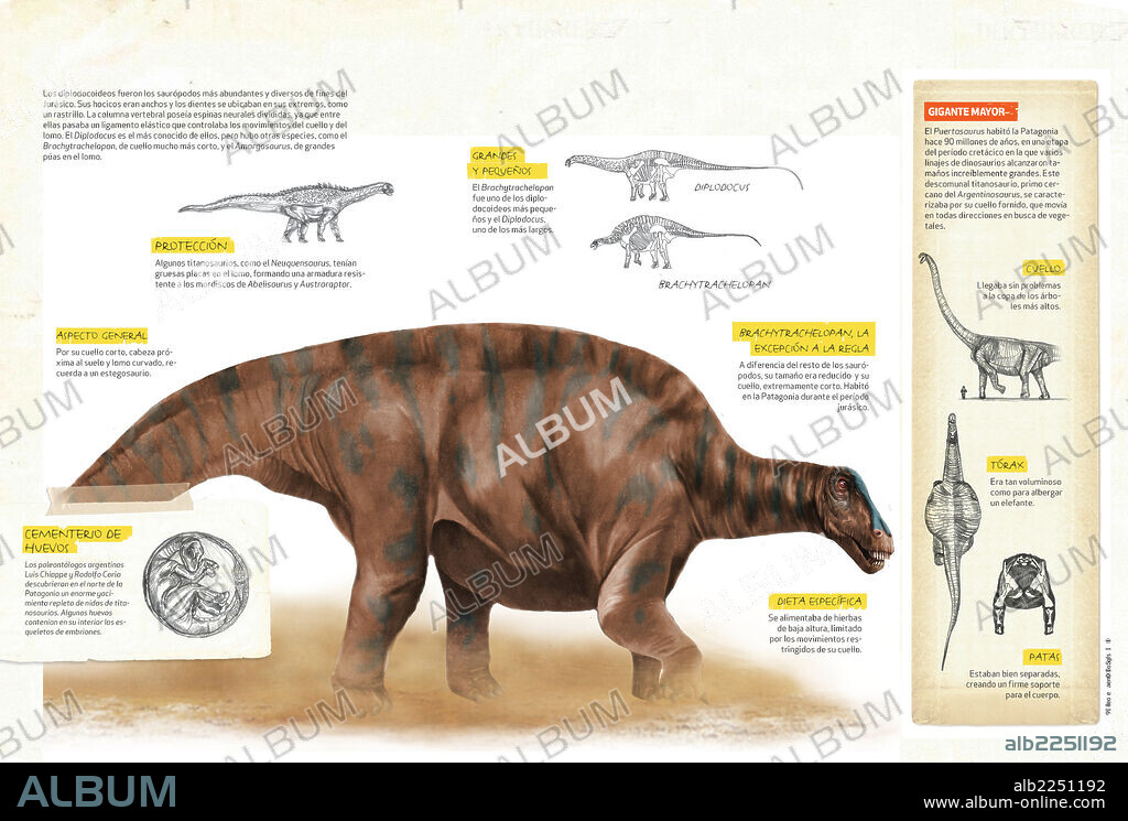 Brachiosaurus family. Infographics about diplodocoidea, one of the large types of dinosaurs that inhabited the Earth in the Jurassic period of the Mesozoic era.
