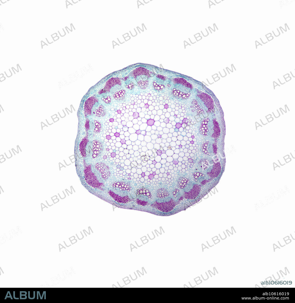 Light micrograph of dicot stem cross section. Magnification: 10X.