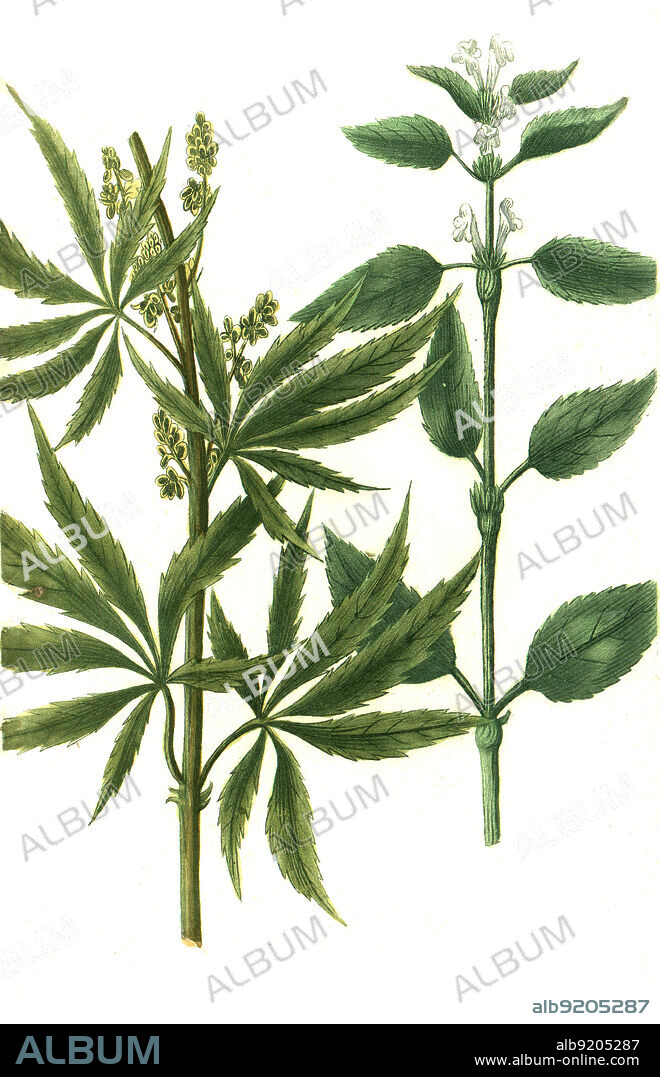 Gewöhnlicher Hanf oder Echter Hanf Cannabis sativa, Cannabis spuria / Cannabis sativa, Digital retuschierte Illustration aus Phytanthoza iconographica von Johann Wilhelm Weinmann, Maler Bartholomäus Seutter und Kupferstecher Johann Jakob Haid und Johann Elias Ridinger, 1740 / Digitally retouched illustration from Phytanthoza iconographica by Johann Wilhelm Weinmann, painter Bartholomäus Seutter and engravers Johann Jakob Haid and Johann Elias Ridinger, 1740.
