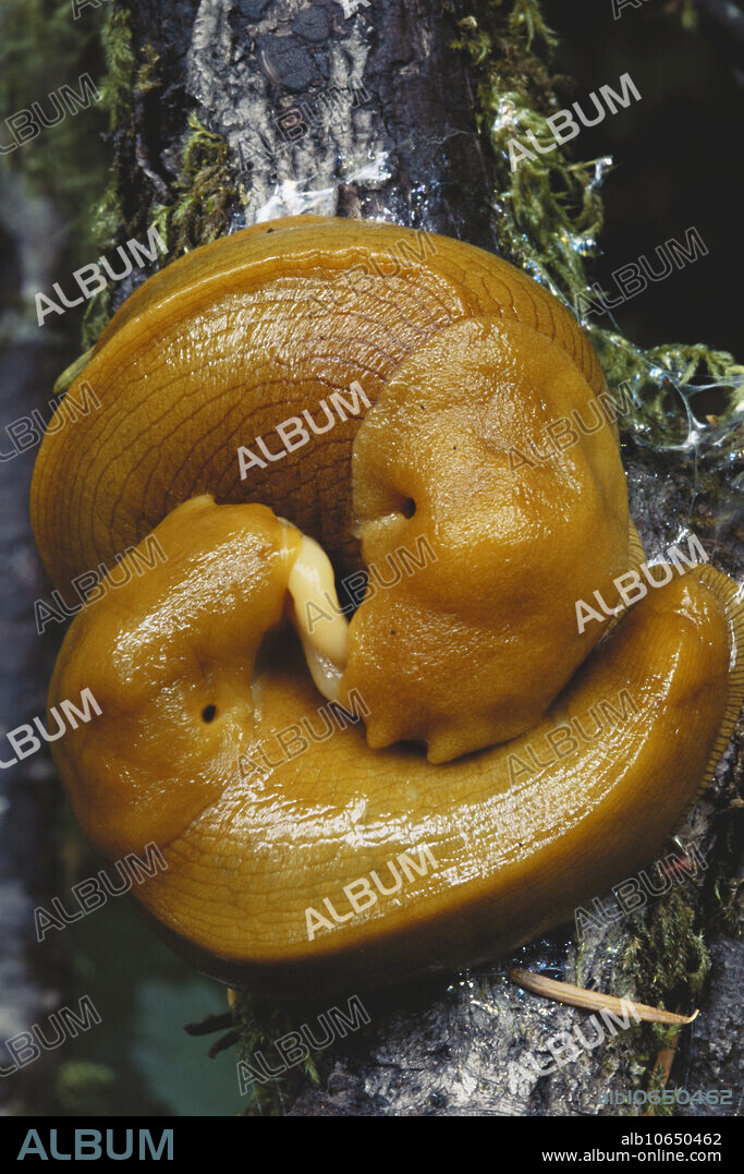 Banana slugs (Ariolimax columbianus) mating in Redwood National Park, California, USA.