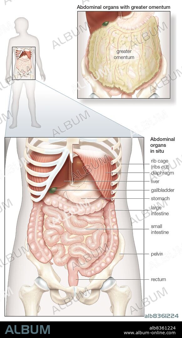 Diagram of the human abdominal cavity, showing the digestive organs in situ, as well as covered by the omentum.