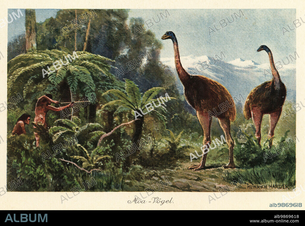 Moa birds (Dinornis robustus) being hunted by men with bows and arrows. The moa were species of flightless birds native to New Zealand hunted to extinction by the Maoris. Moa-Vogel. Colour printed illustration by Heinrich Harder from Wilhelm Bolsches Tiere der Urwelt (Animals of the Prehistoric World), Reichardt Cocoa company, Hamburg, 1908. Heinrich Harder (1858-1935) was a German landscape artist and book illustrator.