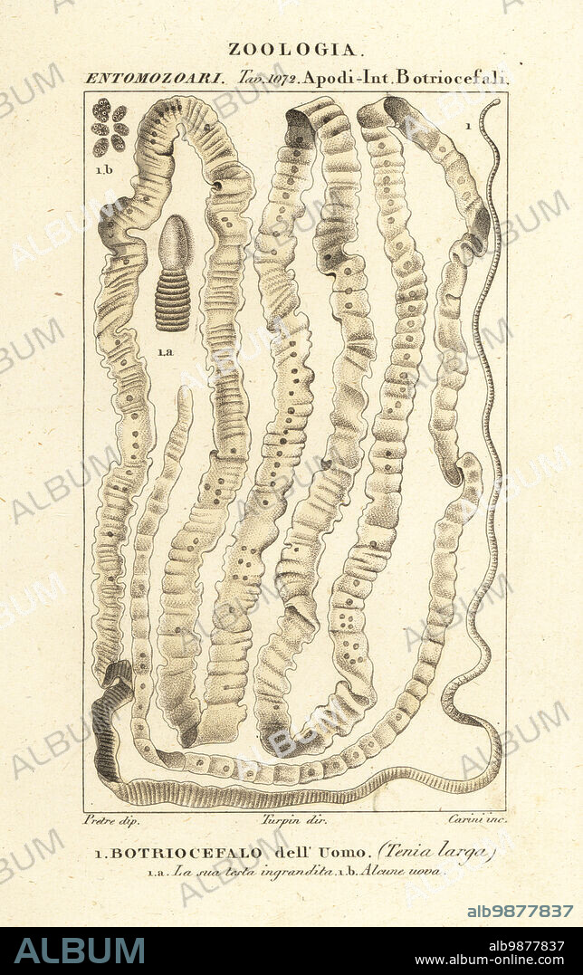 Human tapeworm, Taenia asiatica, Taenia saginata, Taenia solium.. Botriocefalo dellUomo, Tenia larga. Handcoloured copperplate stipple engraving from Antoine Laurent de Jussieu's Dizionario delle Scienze Naturali, Dictionary of Natural Science, Florence, Italy, 1837. Illustration engraved by Carini, drawn by Jean Gabriel Pretre and directed by Pierre Jean-Francois Turpin, and published by Batelli e Figli. Turpin (1775-1840) is considered one of the greatest French botanical illustrators of the 19th century.