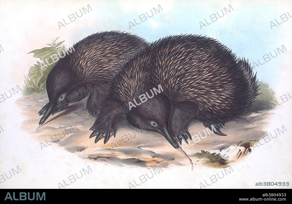 Short-beaked Echidna (Tachyglossus aculeatus) from The Mammals of Australia, written and published by John Gould, 1863. Printed by Taylor and Francis, London. It was known as the spiny anteater (Echidna hystrix) in early literature.