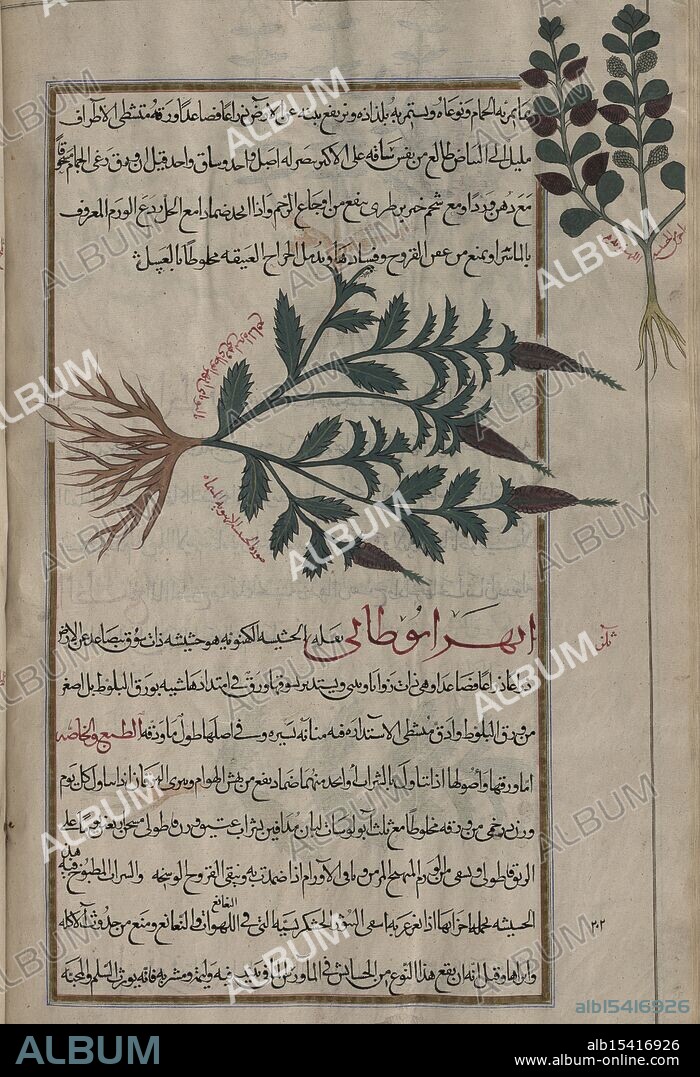 Vervain (Verbena sp.), shown to illustrate iyihrâbûtânî ., Also, al-hashîshah al-kahnawîyah !; , labeled another variety of iyihrâbûtânî margin, fol. 196v, Mîrzâ Bâqir (fl. 19th c.), Vervain (?), Date Created: 1889 - 1890, Place: Tehran or Mashhad?, Extent: Two images on one page. 27 x 14.7 cm; 17 x 7.4 cm margin, Whispers of green sway, Mystic vervain, secret kept, Ancient beauty stays.