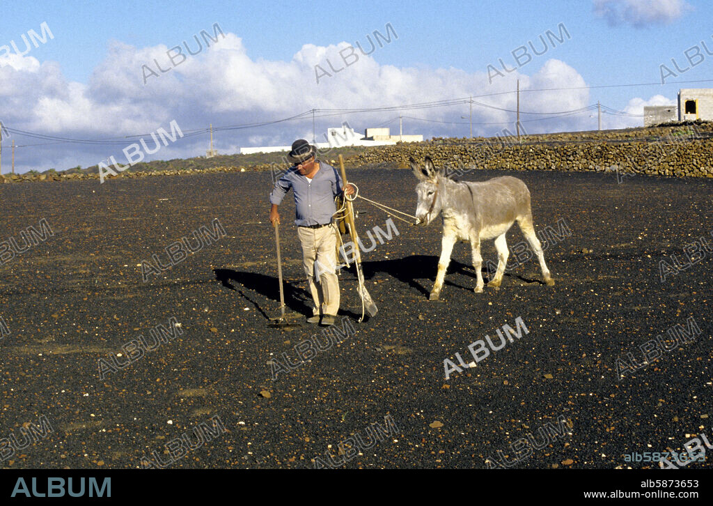 Campesino con su burro en un campo de tierra volcánica.