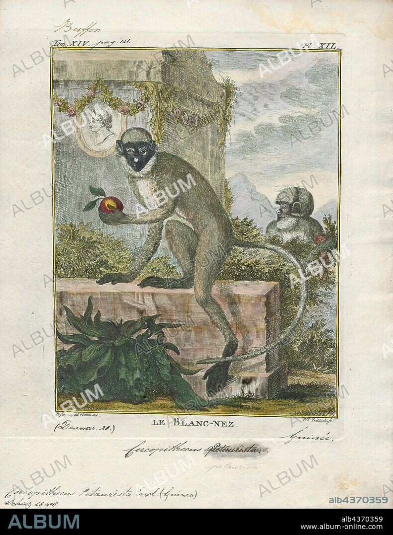 Cercopithecus petaurista, Print, The lesser spot-nosed monkey, lesser spot-nosed guenon, lesser white-nosed guenon, or lesser white-nosed monkey (Cercopithecus petaurista) is a species of primate in the family Cercopithecidae. It is found in Ivory Coast, Ghana, Guinea, Liberia, Sierra Leone, Togo, Guinea-Bissau, and possibly Senegal., 1700-1880.