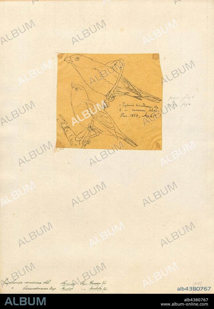Euphonia concinna, Print, The velvet-fronted euphonia (Euphonia concinna) is a species of bird in the family Fringillidae, having recently been moved there from the Thraupidae., 1854.