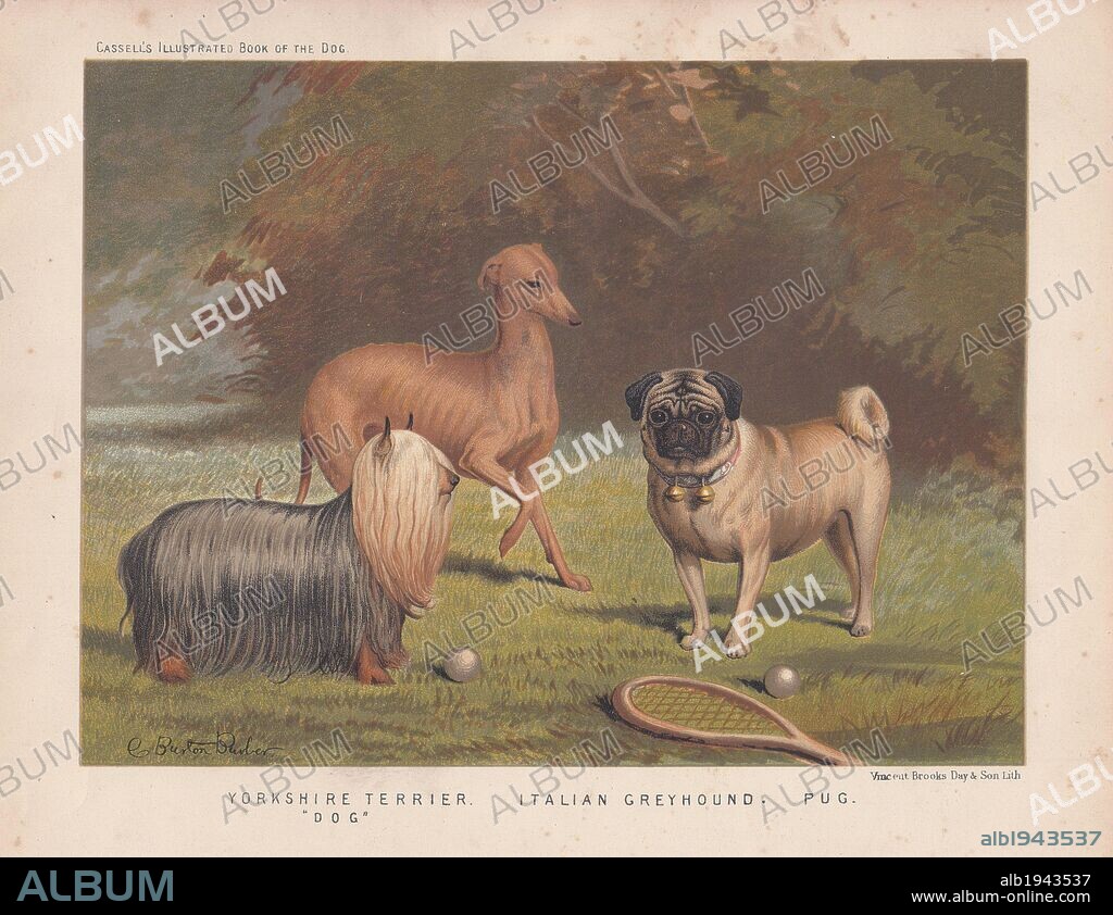 Yorkshire terrier, Italian greyhound and pug shown with tennis racquet and balls. Original painting by Charles Burton Barber (1845 – 1894), an English Victorian painter who specialized in paintings of children and their pets. Fine chromolithograph from Cassell's "Illustrated Book of the Dog" 1881. Author Vero Kemball Shaw (1854-1905) wrote many books about dogs and horses, and encyclopedic guides to kennels, stables and poultry yards.
