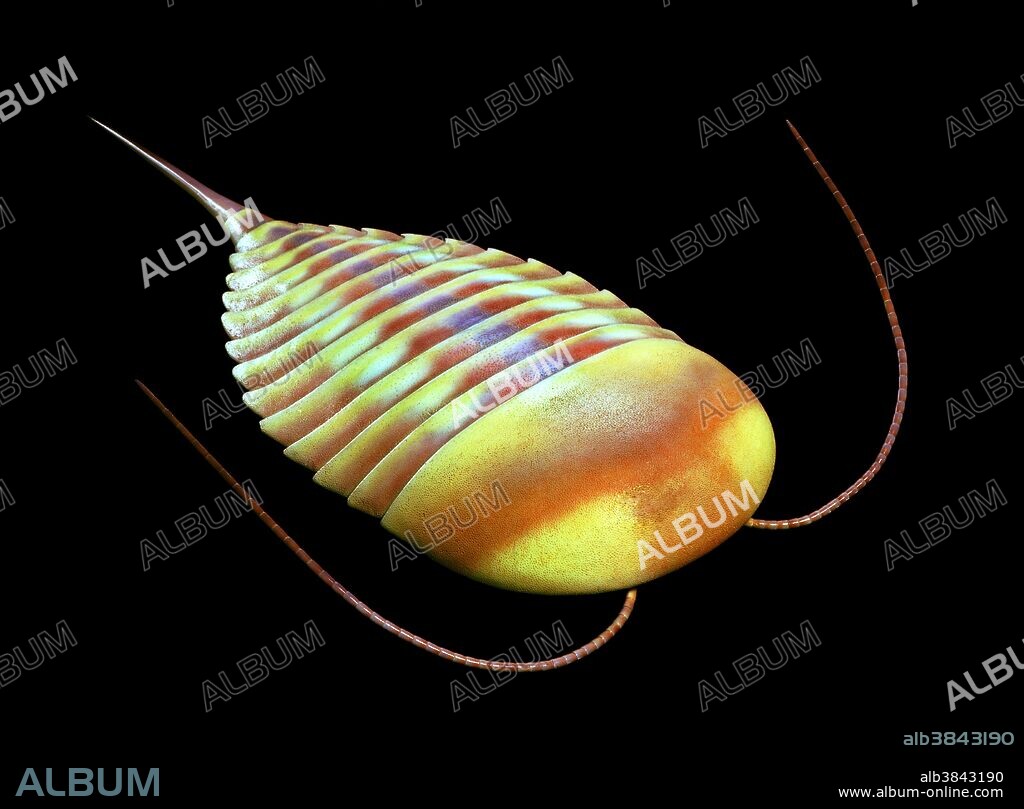 Burgess Shale arthropod