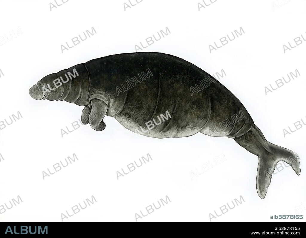 Steller's Sea Cow (Hydrodamalis gigas), extinct species, illustration.