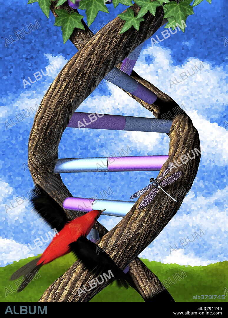 Genetic research. Conceptual computer artwork of a strand of DNA (deoxyribonucleic acid) with a tanager bird and a dragonfly. The DNA strand is in the form of a tree. This represents research into the genetics of animals and plants. DNA contains the genetic code that varies between different animals and plants, producing the different body structures and chemistry. It is found in the cell nuclei, and comprises two sugar phosphate strands in a twisting helical shape (tree trunks). These strands have nucleotide bases (pink and blue bars) that bond to each other and join the two strands together. The base sequence is the genetic code.