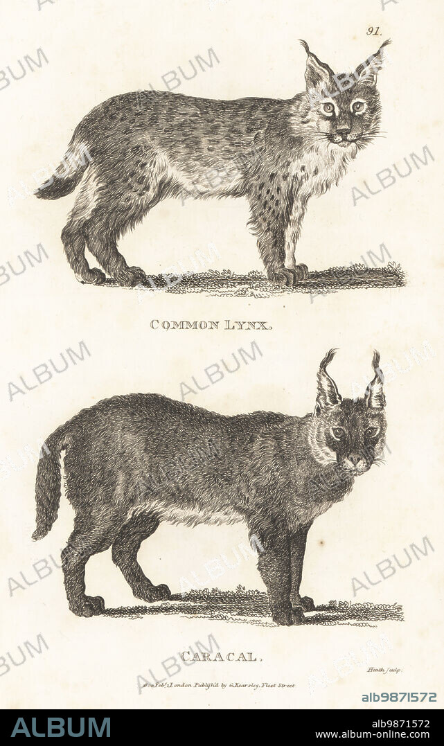 Caracal, Caracal caracal, and Eurasian lynx, Lynx lynx. Common lynx, Felis lynx, and caracal, Felis caracal. Copperplate engraving by James Heath from George Shaws General Zoology: Mammalia, G. Kearsley, Fleet Street, London, 1800.