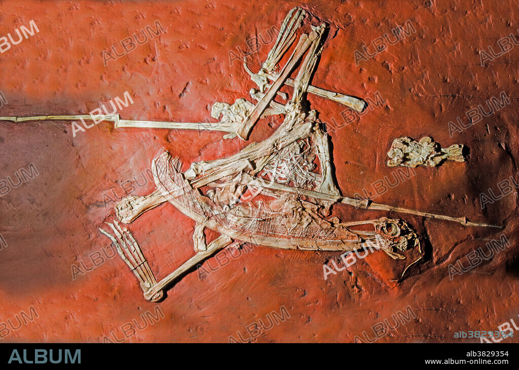 Pterosaur (Pterodaustro Guinazui). Pterosaurs are flying reptiles that existed at the same time as the dinosaurs. This one is a pterodactyl classified as Pterodactylus kochi. Fossils appear as rock slowly forms around objects buried in mud. As the rock forms, the shape and anatomy of buried animals and plants can be preserved. Here, the bones of the skeleton are clearly seen, with the head at top, the feet at bottom, and with the wings folded. Pterodactylus fossils are mainly found in Germany, dating to 150 to 148 million years ago, during the late Jurassic Period.