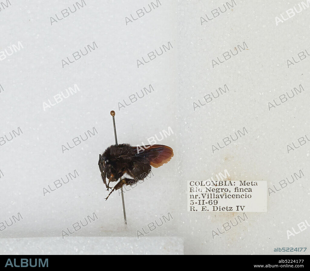 Rio Negro, finca near Villavicencio, Meta, Colombia, Bombus sp., Animalia, Arthropoda, Insecta, Hymenoptera, Apidae, Apinae.