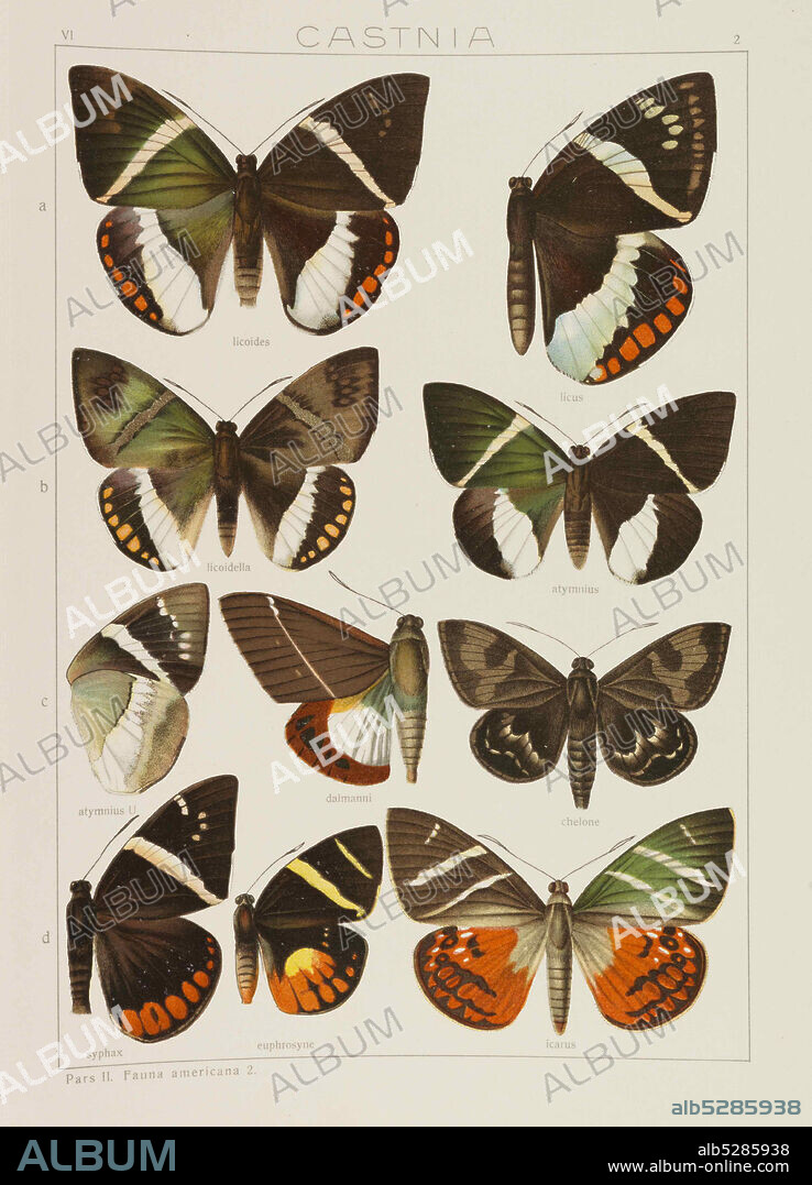 ADALBERT SEITZ. Die Großschmetterlinge der Erde (The Macrolepidoptera of the World).