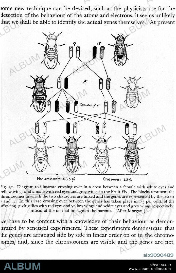Diagram to illustrate over in a cross between a female fruit-fly with white eyes and yellow wings and a male with red eyes and grey wings. The blocks represent the chromosomes in which the two characters are linked with genes are represented by the letters y and w. In this case crossing over between the genes has taken place in 1.5 per cent of the offspring, giving flies with red eyes and yellow wings and white eyes and grey wings respectively, instead of the normal linkage in the parents. (After Morgan).
