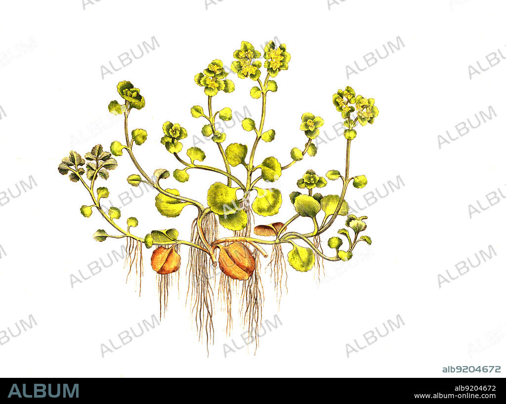 Gegenblättriges Milzkraut, Chrysosplenium oppositifolium / Chrysosplenium oppositifolium, the opposite-leaved golden-saxifrage, historical, digital improved reproduction of an original from the 19th century / digital restaurierte Reproduktion einer Originalvorlage aus dem 19. Jahrhundert, genaues Originaldatum nicht bekannt.