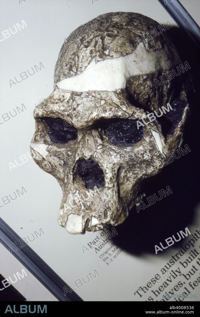 Skull of Australopithecus Africanus from Sterkfontein, South Africa, 3 to 2 million years BC. Australopithecus africanus is an extinct (fossil) species of the australopithecines, the first of an early ape-form species to be classified as hominin (in 1924). Recently it was dated as living between 3.3 and 2.1 million years ago, or in the late Pliocene and early Pleistocene times; it is debated as being a direct ancestor of modern humans.