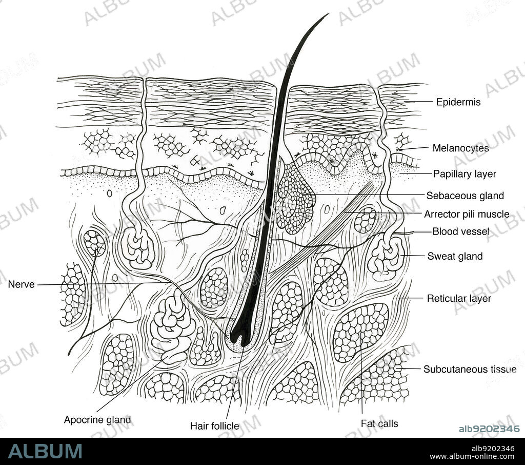 Anatomical illustration of a section through human skin, showing the epidermis, melanocytes, papillary layer, sweat gland, hair follicle, blood vessels, fat cells, sebaceous gland, arrector pili muscle, reticular layer, apocrine gland, subcutaneous tissue, and nerve.