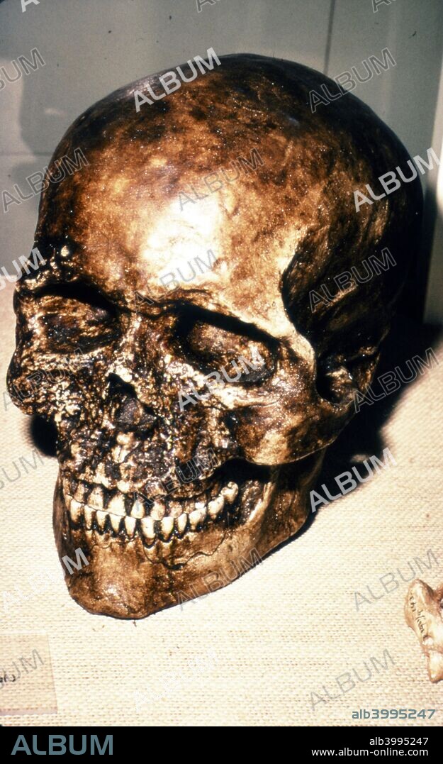 Reconstructed Skull of Cromagnon Man, c20th century. Cro-Magnon is a common name used to describe the first early modern humans (early Homo sapiens sapiens) that lived in the European Upper Paleolithic.