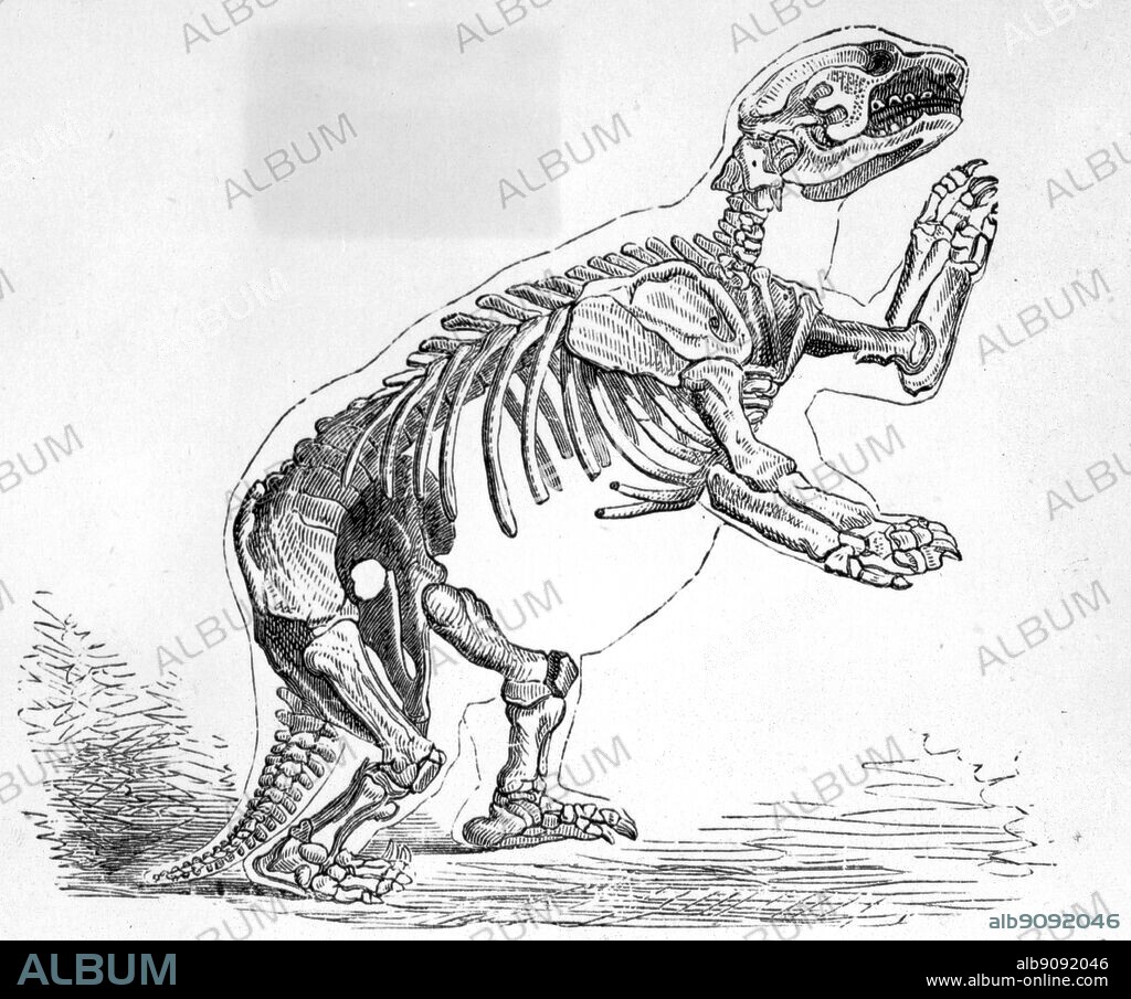 Reconstruction of the Mylodon darwini. Darwin and the Beagle by Alan Moorhead, page 76.