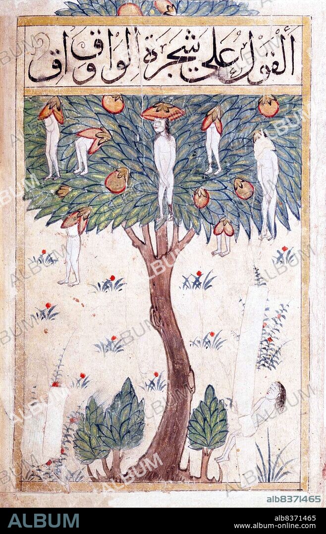 The Waqwaq is a giant tree that bears humanoid fruit in Indo-Persian lore. It is similar to the Japanese Jinmenju, another Human-Like tree.<br/><br/>. The Waqwaq is a Persian Oracular Tree, originating from India, whose branches or fruits become heads of men, women or monstrous animals (depending on version) all screaming 'Waq-Waq'.<br/><br/>. In the Islamic world, there is a legend about a fabulous tree on the island of Waq Waq, which has fruit in the form of human figures, or heads that talk and make prophesies. Alexander the Great is said to have encountered one such talking tree with human fruit.