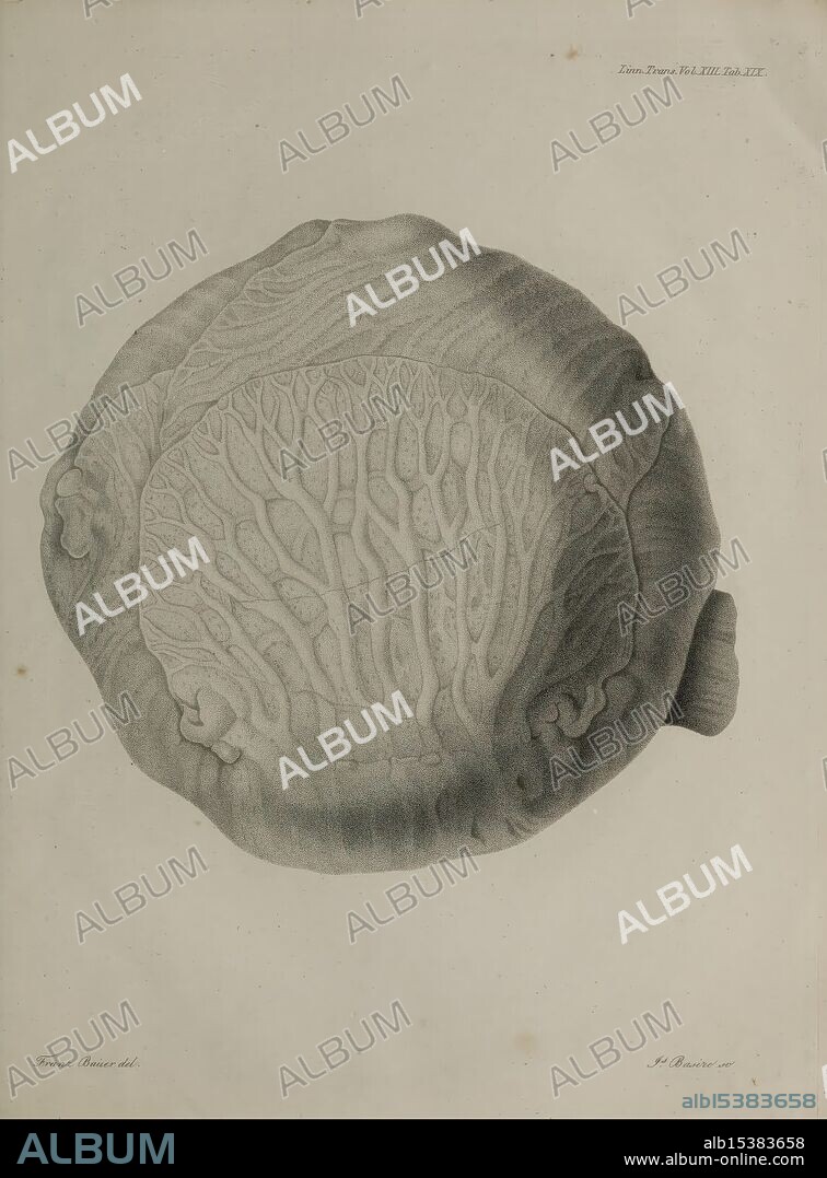 An account of a new genus of plants, named Rafflesia, London, Printed by Richard and Arthur Taylor 1821. Rafflesia, An intricate illustration of a coral structure, showcasing its unique, branching forms that resemble delicate tree-like patterns. The detailed lines and textures highlight the organic complexity of the coral, emphasizing its natural beauty and the intricacies of marine life. Surrounding this organic formation is a subtle border, enhancing the decorative quality of the design, while the bottom features the name 'Fleur de Mer' along with a signature indicative of the artist's work.