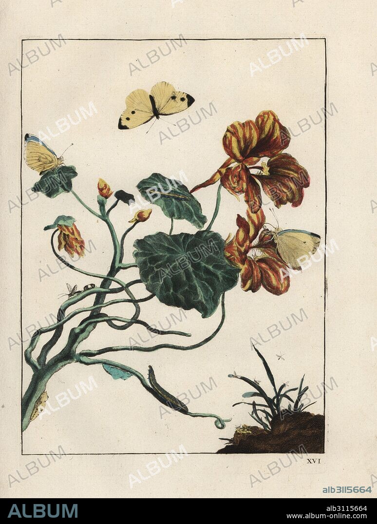 Lesser white cabbage butterfly, Pieris rapae, bastard wasp and fruit flies on a flower. Handcoloured copperplate engraving drawn and etched by Jacob l'Admiral in Naauwkeurige Waarneemingen omtrent de veranderingen van veele Insekten (Accurate Descriptions of the Metamorphoses of Insects), J. Sluyter, Amsterdam, 1774. For this second edition, M. Houttuyn added another eight plates to the original 25.