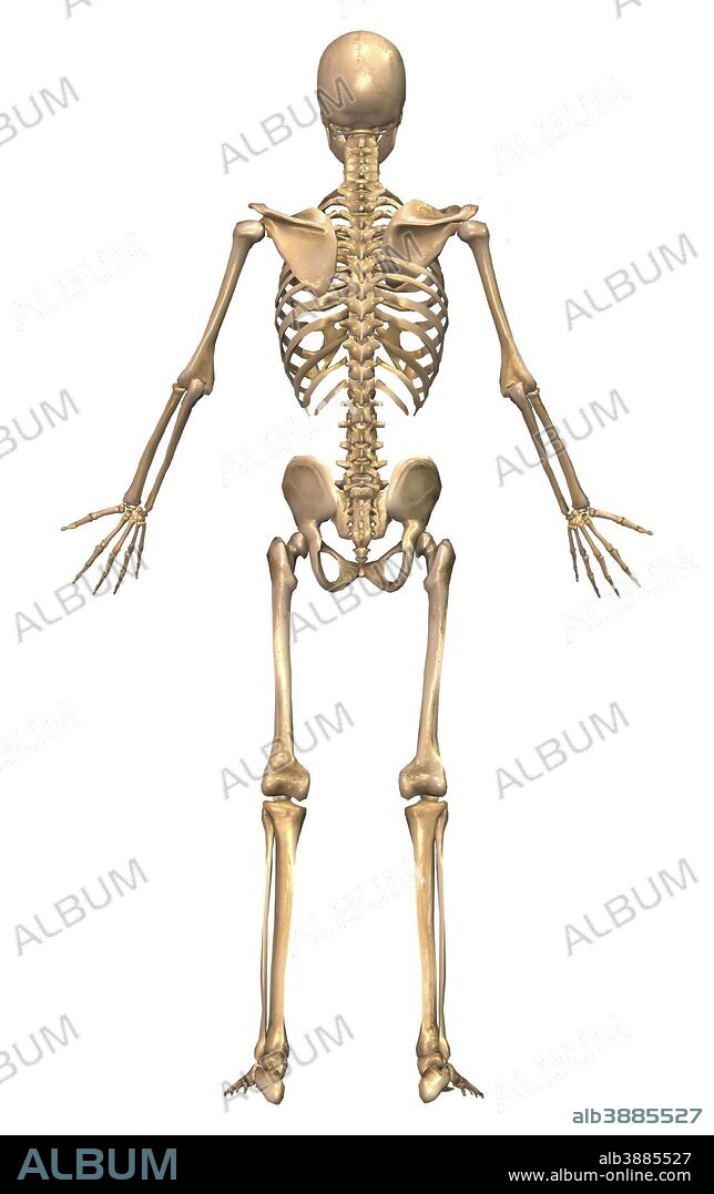 Human skeletal system, back view.