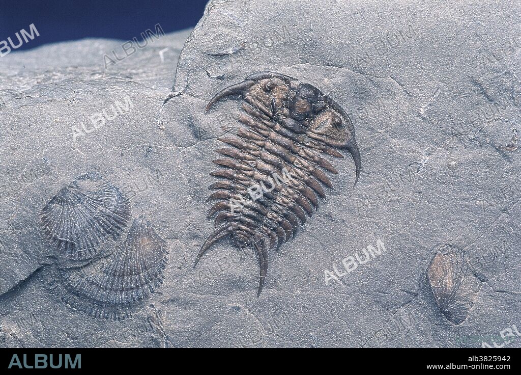 Trilobite fossil (Ceraurus pleurexanthemus). Ordovician Period. Found in Quebec, Canada. Fossil dimension: 2 cm.