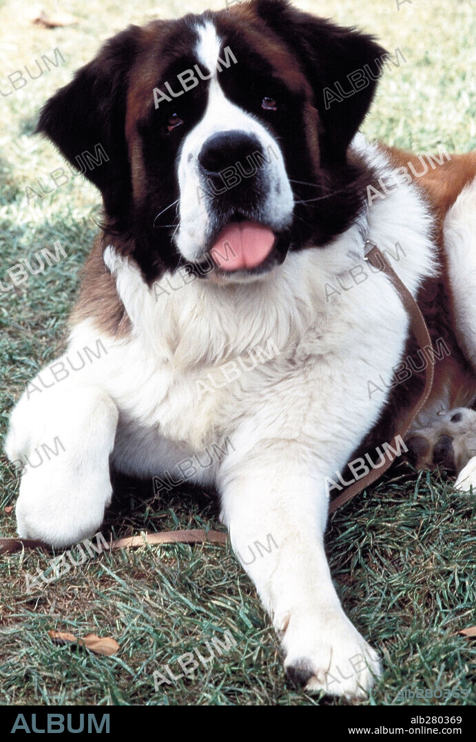 BEETHOVEN, UNO MAS DE LA FAMILIA, 1992 (BEETHOVEN), dirigida por BRIAN LEVANT. Copyright UNIVERSAL PICTURES.