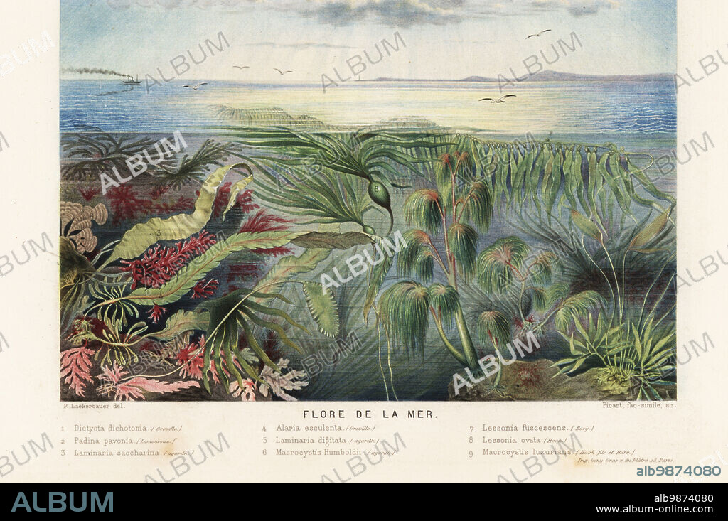 Types of seaweed, kelp and algae in the ocean. Flore de la mer. Brown algae, Dictyota dichotoma 1, peacock's tail, Padina pavonica 2, sugar kelp, Saccharina latissima 3, winged kelp, Alaria esculenta 4, oarwood, Laminaria digitata 5, giant kelp, Macrocystis pyrifera 6,9, and Lessonia flavicans 7,8. Chromolithograph by Pierre Lackerbauer from Alfred Fredols Le Monde de la Mer, the World of the Sea, edited by Olivier Fredol, Librairie Hachette et. Cie., Paris, 1881. Alfred Fredol was the pseudonym of French zoologist and botanist Alfred Moquin-Tandon, 1804-1863.