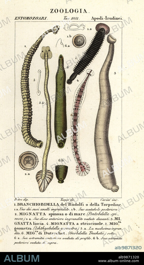 Fish leech and freshwater leeches: Branchiobdellida 1, Pontobdella spinosa 2, Whitmania laevis 3, Hirudo vittata 4, Piscicola geometra 5, Ichthyobdella geometra 5, Geobdella trochetii 6. Handcoloured copperplate stipple engraving from Antoine Laurent de Jussieu's Dizionario delle Scienze Naturali, Dictionary of Natural Science, Florence, Italy, 1837. Illustration engraved by Carini, drawn by Jean Gabriel Pretre and directed by Pierre Jean-Francois Turpin, and published by Batelli e Figli. Turpin (1775-1840) is considered one of the greatest French botanical illustrators of the 19th century.