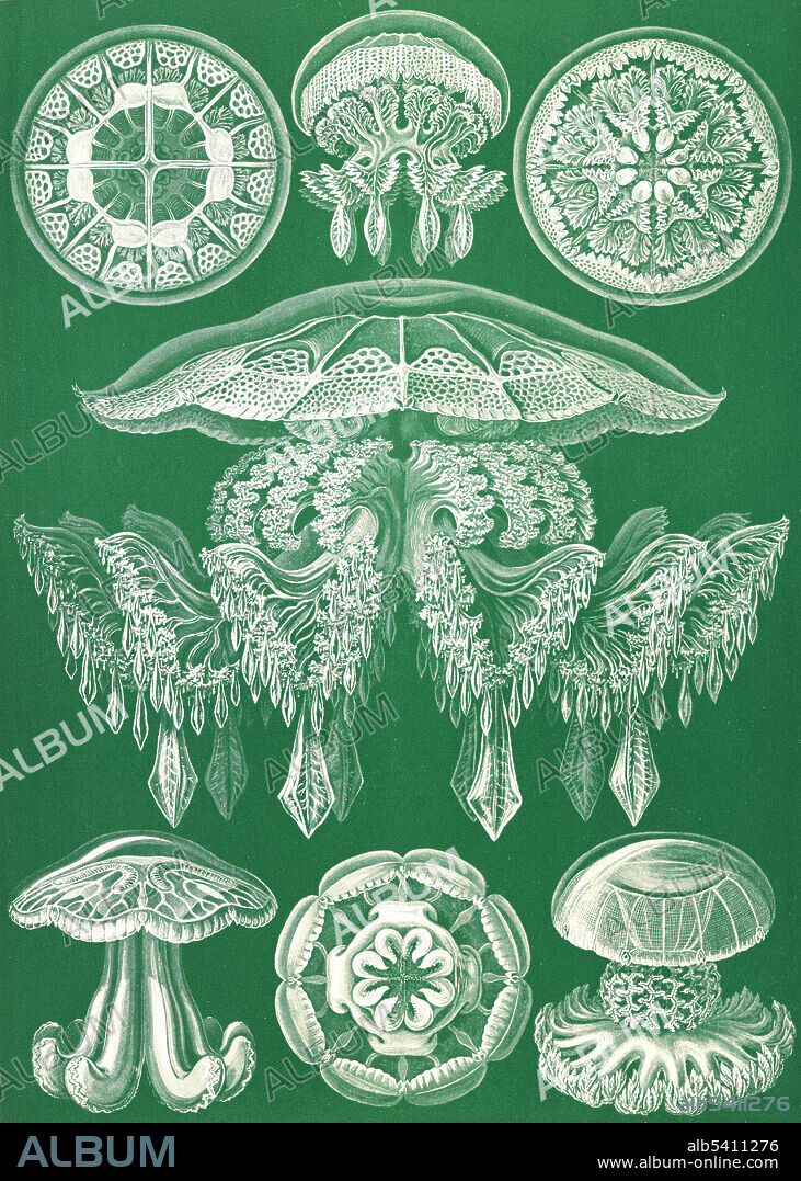 Discomedusae. Illustration showing four different types of jellyfish. Kunstformen der Natur (Art Forms in Nature) is a book of lithographic and halftone prints by Ernst Haeckel. It consists of 100 prints of various organisms, many of which were first described by Haeckel himself, translated from sketch to print by lithographer Adolf Giltsch. Ernst Haeckel (1834 - 1919) was a German biologist, naturalist, philosopher, physician, professor, marine biologist, and artist. Haeckel's identification key was not provided.