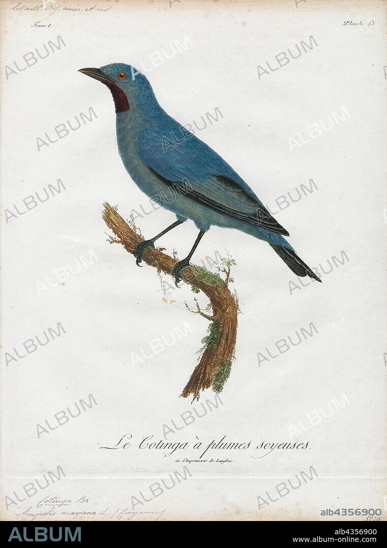 Cotinga maynana, Print, The plum-throated cotinga (Cotinga maynana) is a species of bird in the family Cotingidae. It is found in Bolivia, Brazil, Colombia, Ecuador, and Peru. Its natural habitats are subtropical or tropical moist lowland forest, subtropical or tropical swamps, and heavily degraded former forest., 1801.