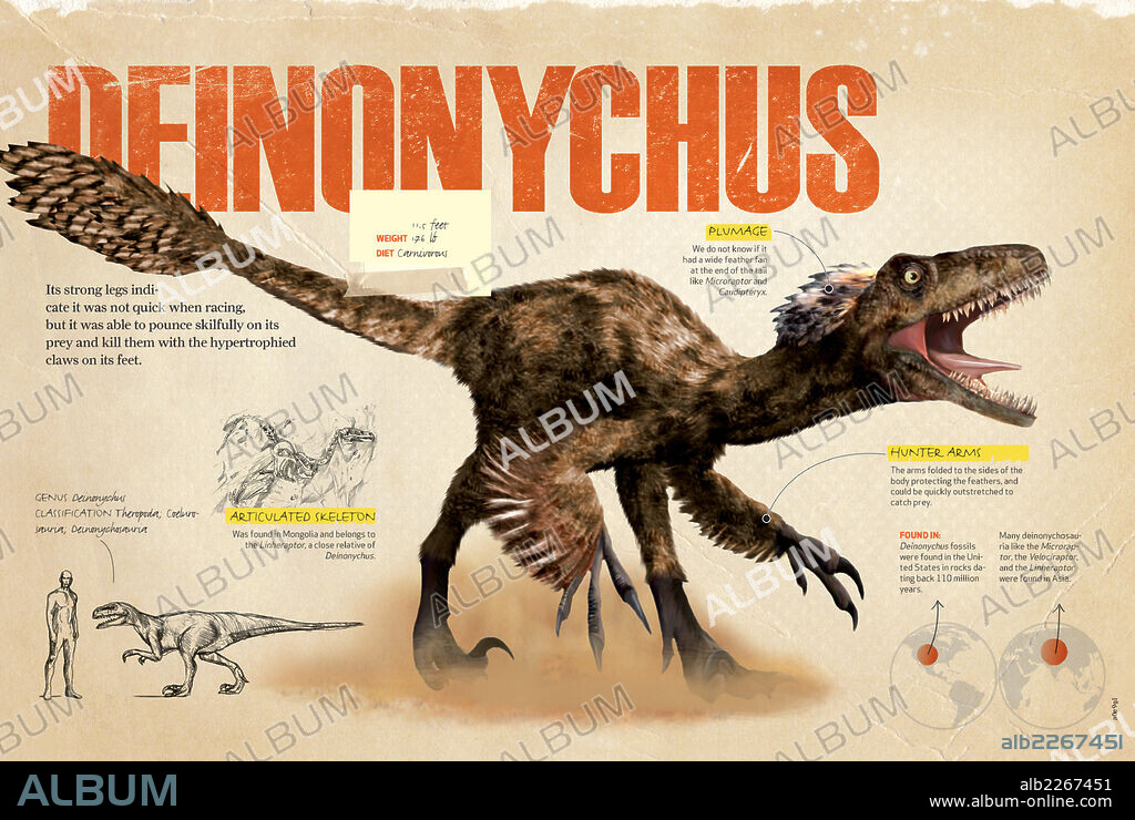 DEINONYCHUS. Infografía sobre el Deinonychus, dinosaurio carnívoro con plumas que vivió durante el Cretácico, era Mesozoica.