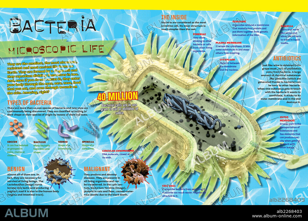 Bacteria. Infografía sobre las bacterias, las formas de vida más antiguas de la Tierra.