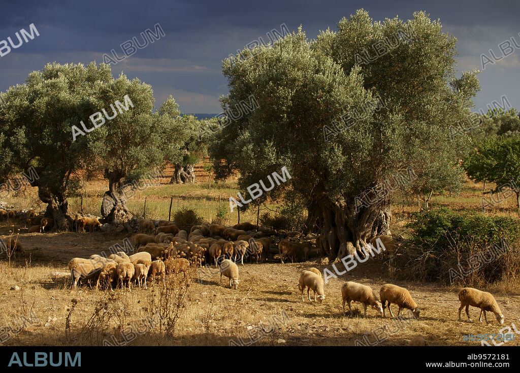 Rebaño de ovejas en el olivar.Biniatzar. Bunyola. Tramuntana.Mallorca.Illes Balears.España.