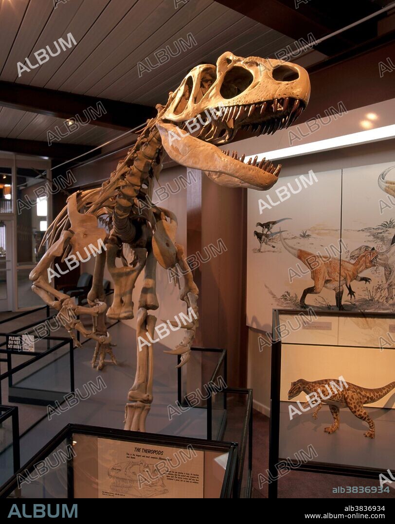 Allosaurus fragilis skeleton in Dinosaur National Monument, Utah.