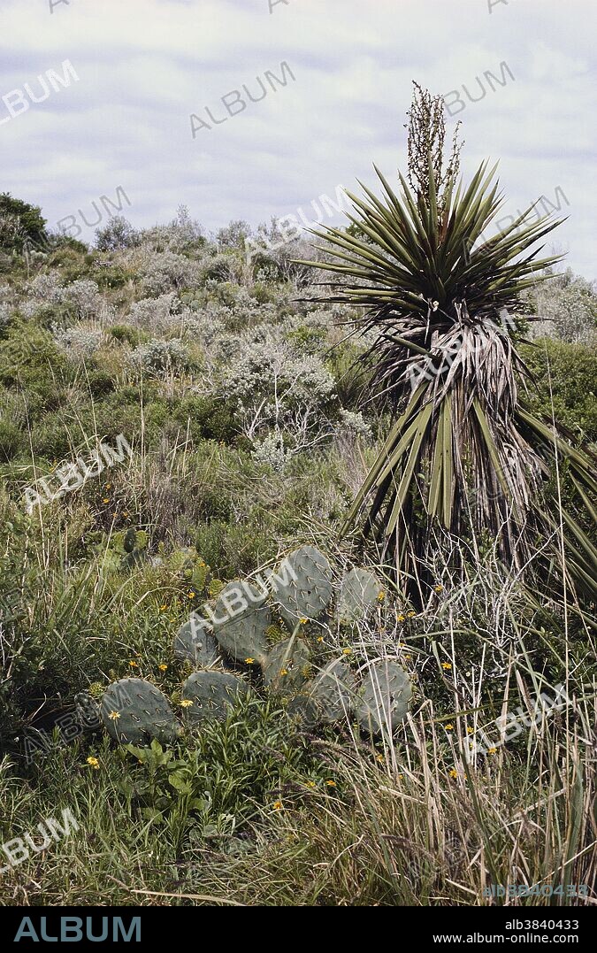 Coastal Chaparral Biome, Texas