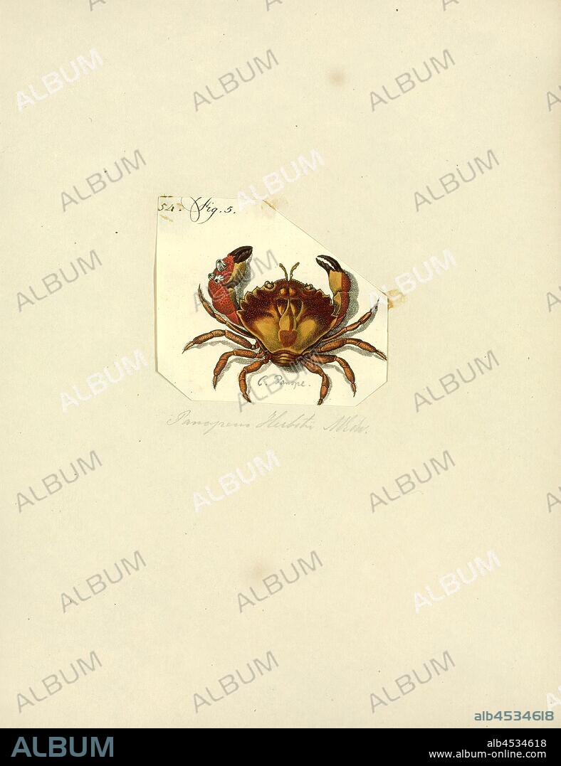 Panopeus herbstii, Print, Panopeus herbstii (the black-fingered mud crab, black-clawed mud crab, Atlantic mud crab or sometimes common mud crab) is a true crab, belonging to the infraorder Brachyura, and is the largest of the mud crabs.