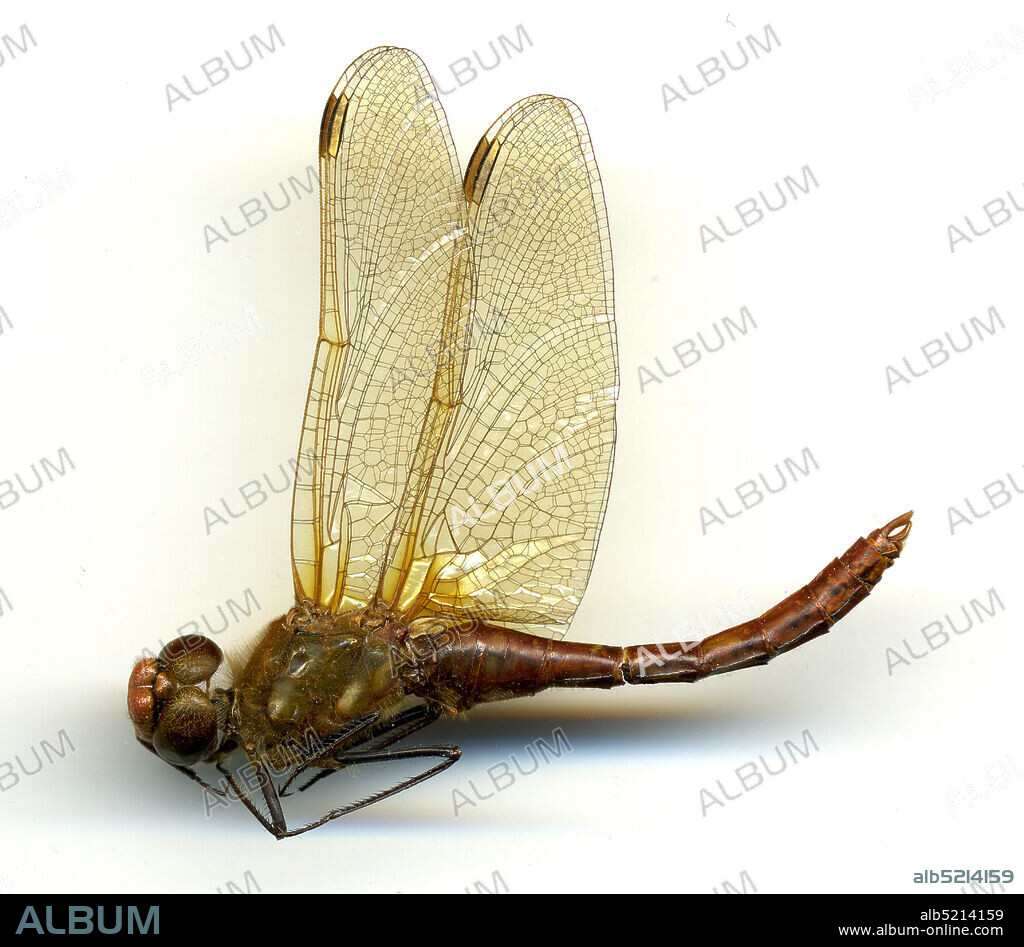 Waboden (Wabowden), Manitoba, Canada, Sympetrum madidum (Hagen, 1861), Animalia, Arthropoda, Insecta, Odonata, Anisoptera, Libellulidae.
