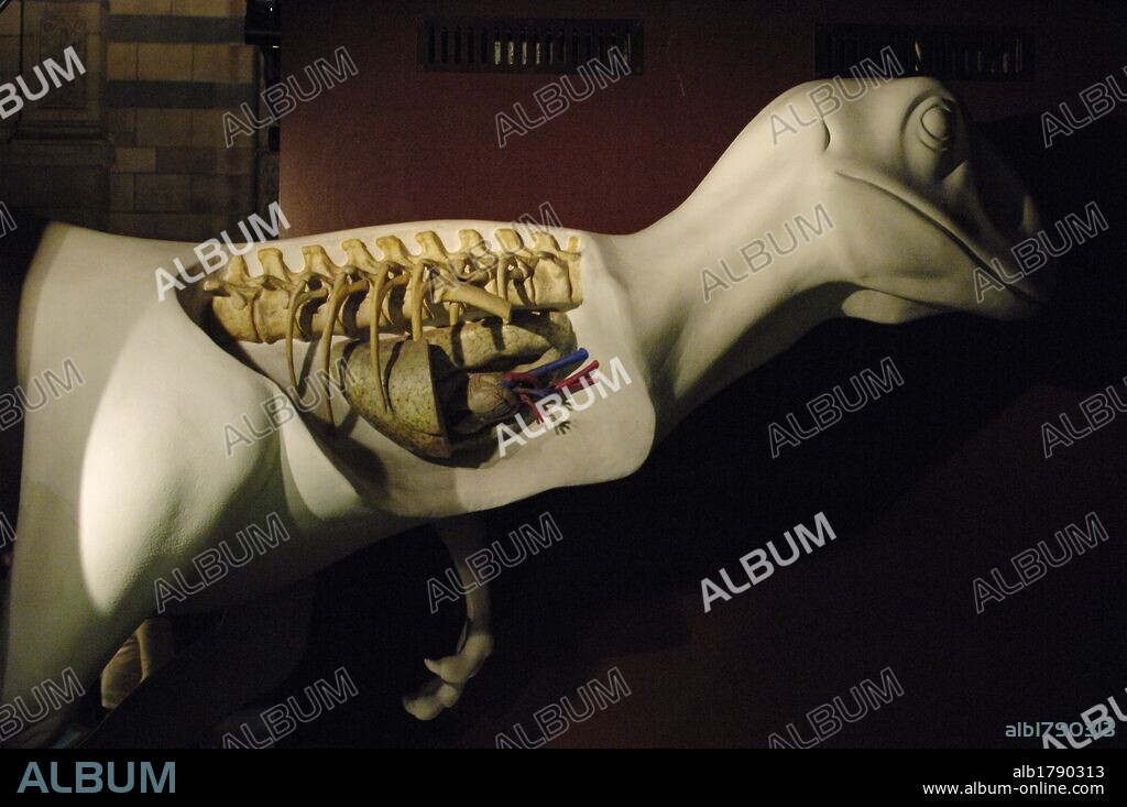 Replica model of a dinosaur heart. Natural History Museum. London. United Kingdom.