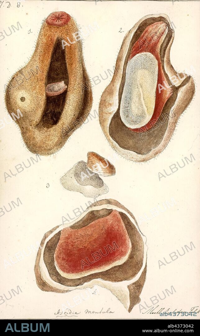 Ascidia mentula, Print, Ascidia mentula is a species of solitary tunicate. It is found in the north east Atlantic Ocean, the Mediterranean Sea and Black Sea. It occurs round the coasts of Britain but is seldom seen on the east coast of England or Scotland.