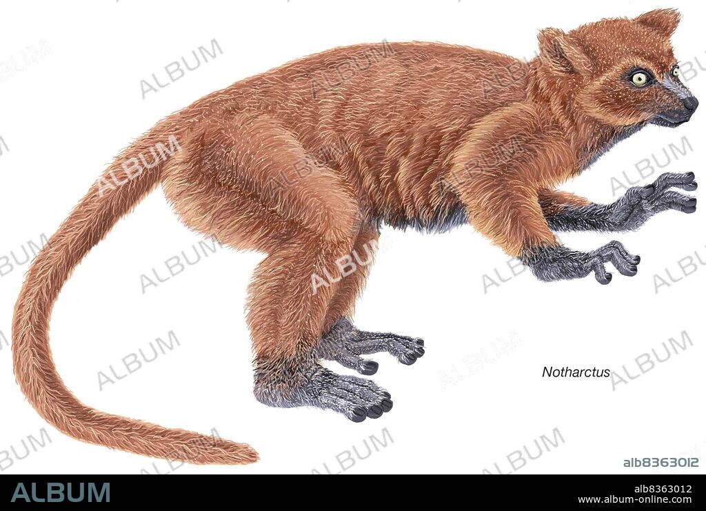 Notharctus, an extinct genus of small primates from the Eocene Epoch that shares many similarities with modern lemurs.