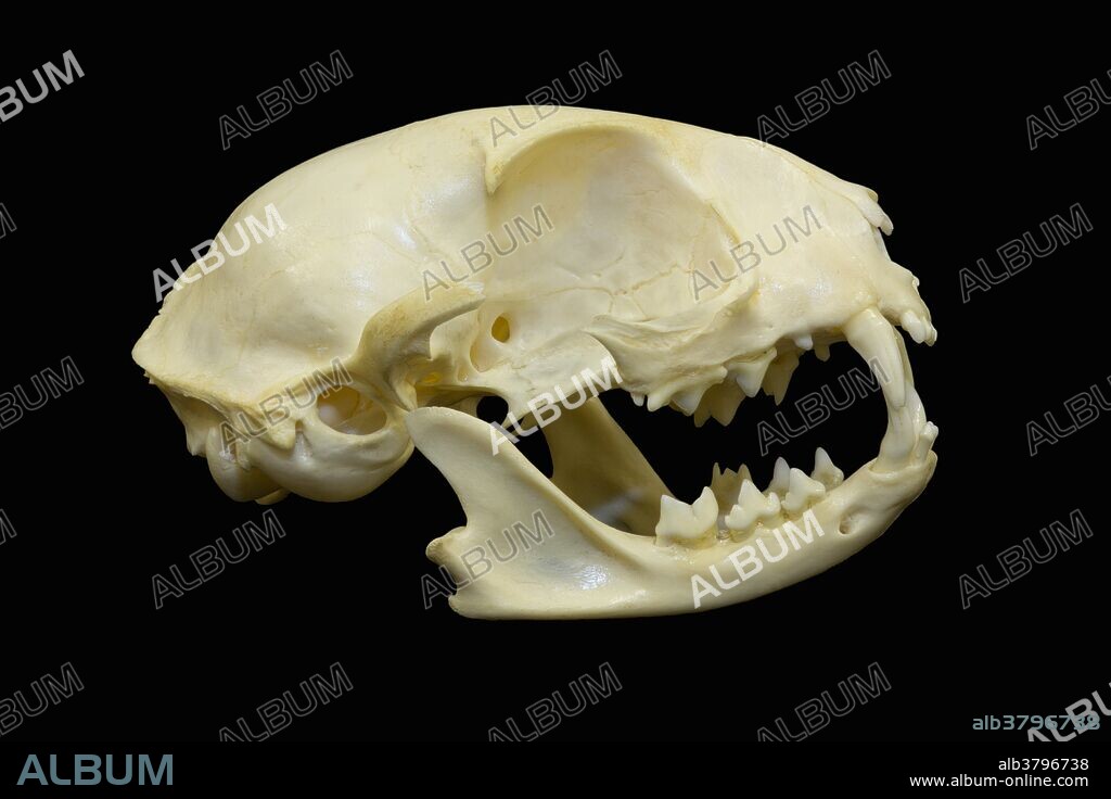 Domestic cat skull.