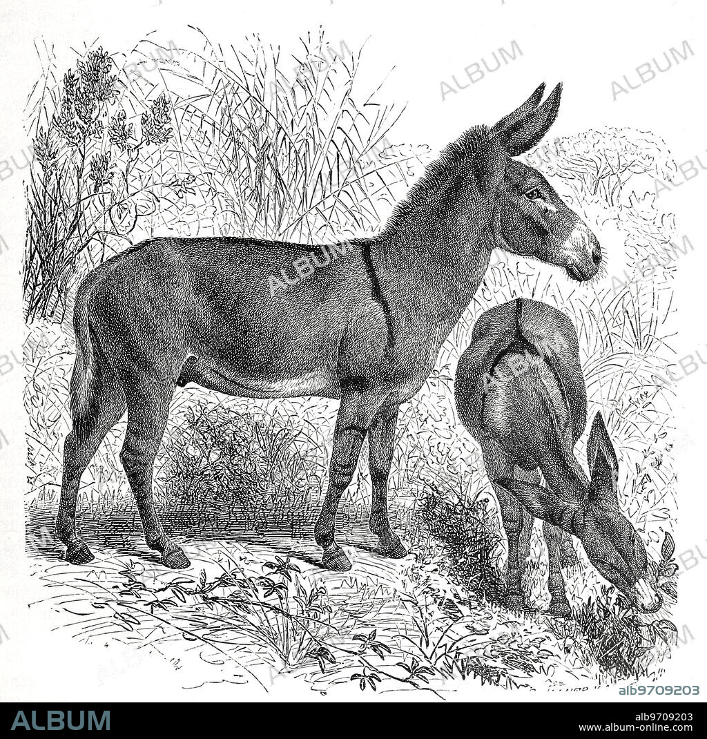 Steppe donkey, Equus asinus africanus, Nubian wild ass, Equus asinus africanus, is a mammalian subspecies of the horse family.